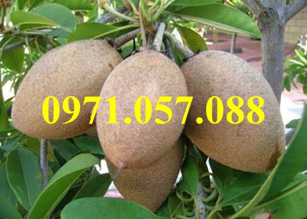 GIỐNG CÂY HỒNG XIÊM XOÀI